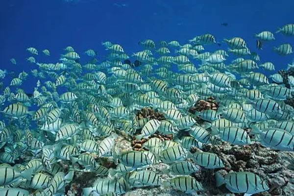 Rangiroa, Tuamotu Islands