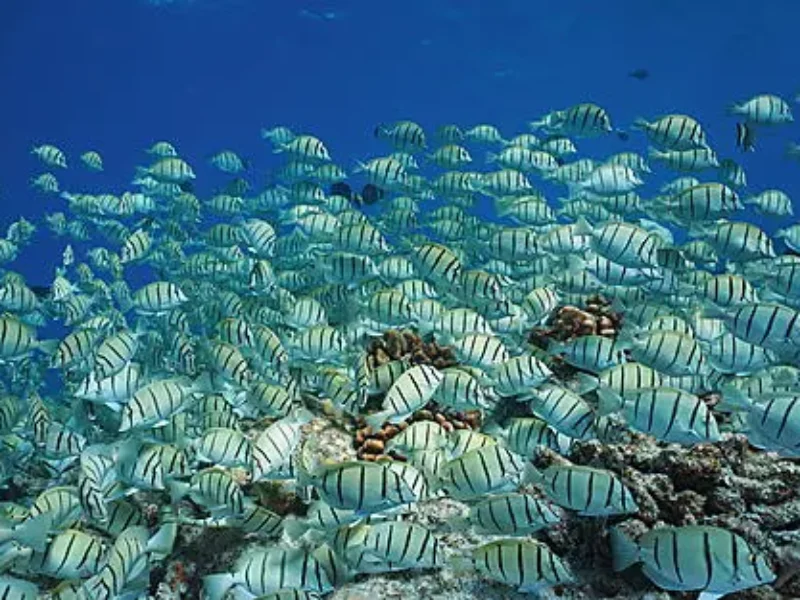 Rangiroa, Tuamotu Islands