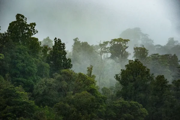 SUB ANTARCTIC ISLANDS CRUISE DEALS-Forest
