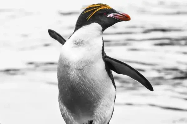 SUB ANTARCTIC ISLANDS CRUISE DEALS-Penguins